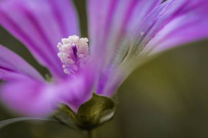 Fotografia da espécie Malva sylvestris