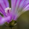 Fotografia 1 da espécie Malva sylvestris do Jardim Botânico UTAD