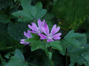 Fotografia da espécie Malva sylvestris