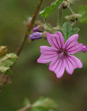 Fotografia 4 da espécie Malva sylvestris no Jardim Botânico UTAD