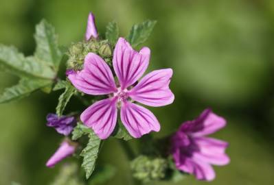 Fotografia da espécie Malva sylvestris