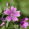 Fotografia 6 da espécie Malva sylvestris do Jardim Botânico UTAD