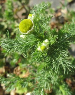 Fotografia 1 da espécie Matricaria discoidea no Jardim Botânico UTAD