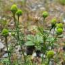 Fotografia 6 da espécie Matricaria discoidea do Jardim Botânico UTAD