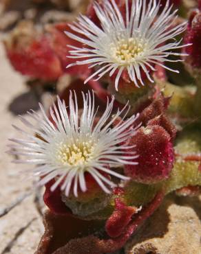 Fotografia 5 da espécie Mesembryanthemum crystallinum no Jardim Botânico UTAD