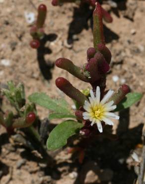 Fotografia 4 da espécie Mesembryanthemum nodiflorum no Jardim Botânico UTAD