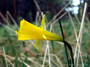 Fotografia da espécie Narcissus bulbocodium