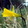 Fotografia 4 da espécie Narcissus bulbocodium do Jardim Botânico UTAD