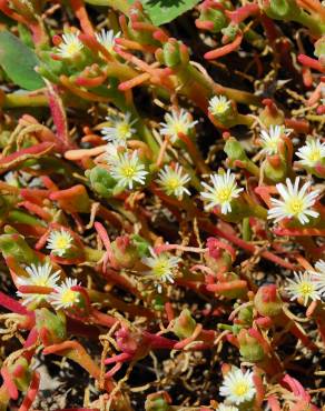 Fotografia 6 da espécie Mesembryanthemum nodiflorum no Jardim Botânico UTAD