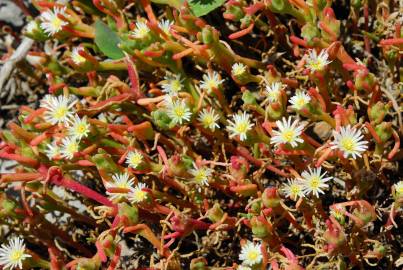 Fotografia da espécie Mesembryanthemum nodiflorum