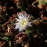 Fotografia 1 da espécie Mesembryanthemum nodiflorum do Jardim Botânico UTAD