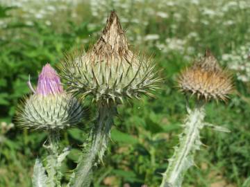 Fotografia da espécie Onopordum acanthium subesp. acanthium