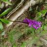 Fotografia 2 da espécie Orchis mascula do Jardim Botânico UTAD