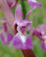 Fotografia da espécie Orchis mascula