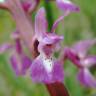 Fotografia 1 da espécie Orchis mascula do Jardim Botânico UTAD