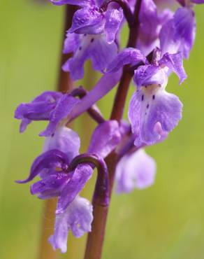 Fotografia 4 da espécie Orchis mascula no Jardim Botânico UTAD