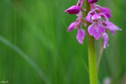 Fotografia da espécie Orchis mascula