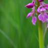 Fotografia 5 da espécie Orchis mascula do Jardim Botânico UTAD