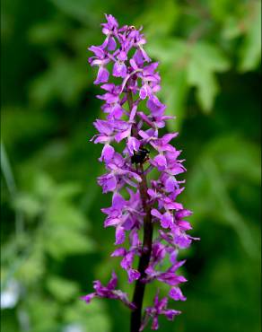 Fotografia 7 da espécie Orchis mascula no Jardim Botânico UTAD