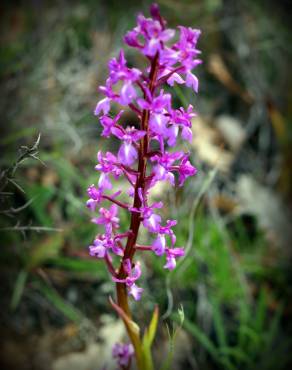 Fotografia 1 da espécie Orchis morio no Jardim Botânico UTAD