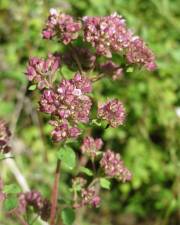 Fotografia da espécie Origanum vulgare