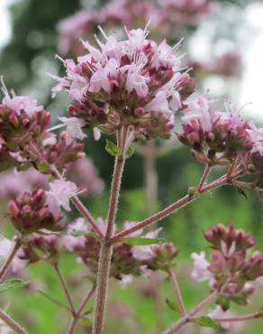 Fotografia 4 da espécie Origanum vulgare subesp. vulgare no Jardim Botânico UTAD