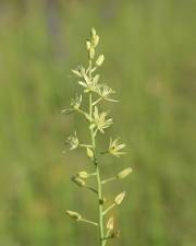 Fotografia da espécie Ornithogalum pyrenaicum