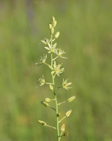 Fotografia de capa Ornithogalum pyrenaicum subesp. pyrenaicum - do Jardim Botânico