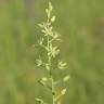 Fotografia 1 da espécie Ornithogalum pyrenaicum subesp. pyrenaicum do Jardim Botânico UTAD