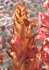 Fotografia da espécie Orobanche rapum-genistae