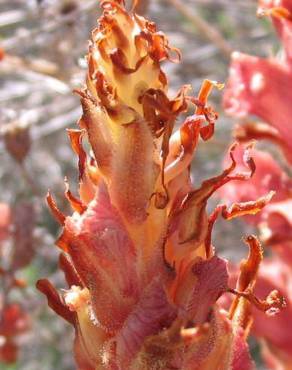 Fotografia 2 da espécie Orobanche rapum-genistae no Jardim Botânico UTAD