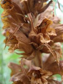 Fotografia da espécie Orobanche rapum-genistae