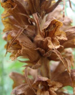 Fotografia 3 da espécie Orobanche rapum-genistae no Jardim Botânico UTAD