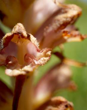 Fotografia 4 da espécie Orobanche rapum-genistae no Jardim Botânico UTAD