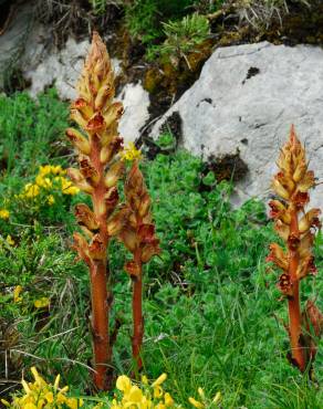 Fotografia 5 da espécie Orobanche rapum-genistae no Jardim Botânico UTAD