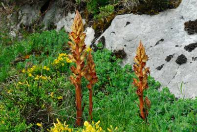 Fotografia da espécie Orobanche rapum-genistae