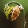 Fotografia 6 da espécie Osmunda regalis do Jardim Botânico UTAD