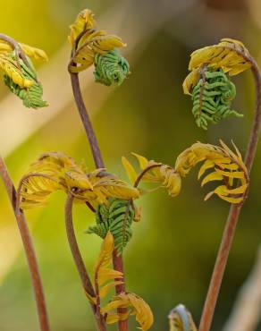 Fotografia 9 da espécie Osmunda regalis no Jardim Botânico UTAD