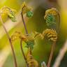 Fotografia 9 da espécie Osmunda regalis do Jardim Botânico UTAD