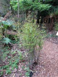 Fotografia da espécie Osmunda regalis