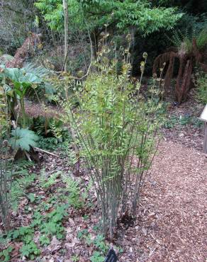 Fotografia 10 da espécie Osmunda regalis no Jardim Botânico UTAD