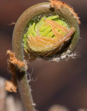 Fotografia 11 da espécie Osmunda regalis no Jardim Botânico UTAD