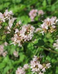 Origanum vulgare subesp. virens