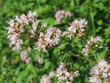 Fotografia da espécie Origanum vulgare subesp. virens