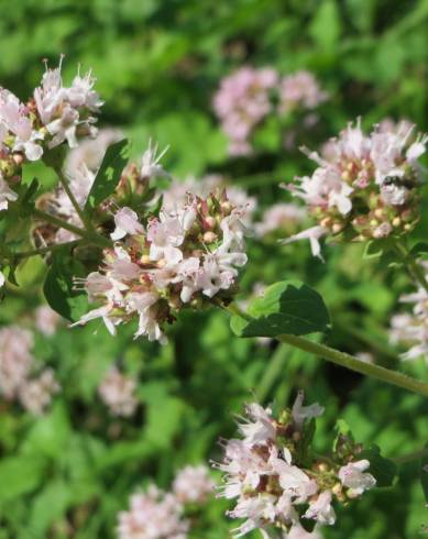 Fotografia de capa Origanum vulgare subesp. virens - do Jardim Botânico