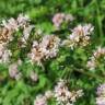 Fotografia 1 da espécie Origanum vulgare subesp. virens do Jardim Botânico UTAD