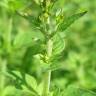 Fotografia 5 da espécie Origanum vulgare subesp. virens do Jardim Botânico UTAD