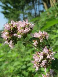 Fotografia da espécie Origanum vulgare subesp. virens