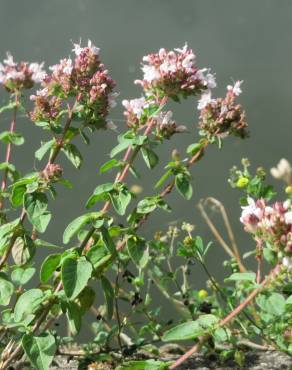 Fotografia 7 da espécie Origanum vulgare subesp. virens no Jardim Botânico UTAD