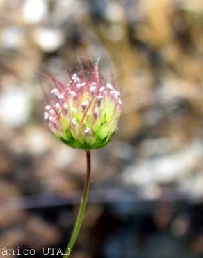 Fotografia 1 da espécie Pterocephalidium diandrum no Jardim Botânico UTAD